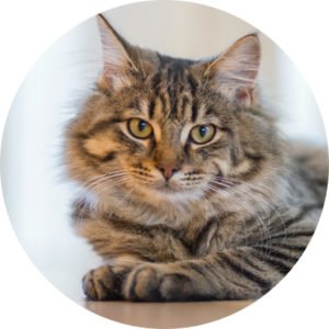 A long-haired cat A long-haired cat